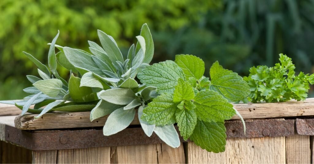 horta de plantas medicinais