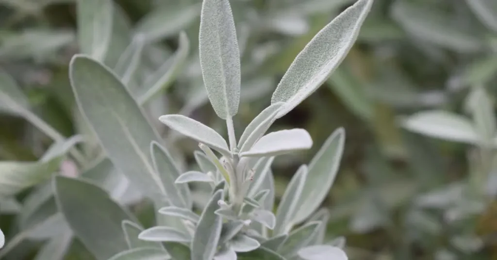 salvia branca
